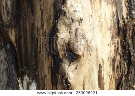 The Old Part Of The Tree Trunk On Which A Part Of The Bark Has Burst And A Part Of The Crust Has Bee