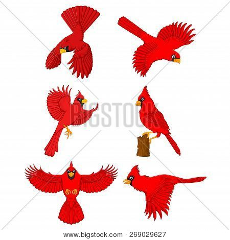 Vector Illustration Cartoon Of The Cardinal Set