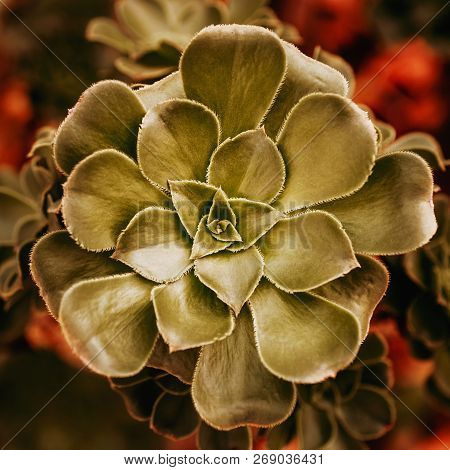 Beautiful Bright Green Succulent Plant, Natural, Biological Concept. Background Or Pattern With Copy