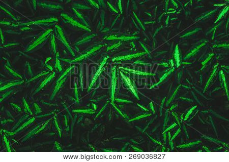 Brights Green Plant Background Praphic Pattern Copy Cpace