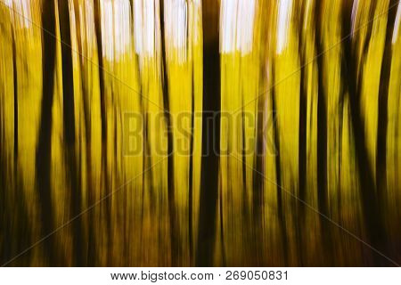 Abstract Blurry Yellow Fall Forest As Background