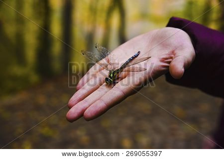 Dragonfly On A Girls Hand At Forest