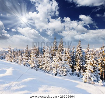 Alberi ricoperti di brina e neve in montagna.
