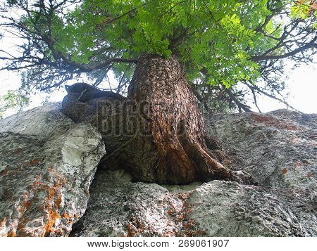 Kemerovo Region, Russia - 31 July 2012: Tree Growing On A Rock