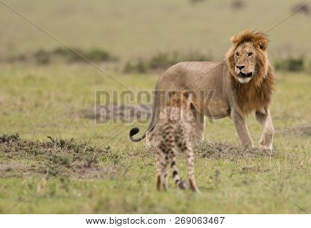 Male Lion And Cheetah In Masai Mara Gram Reserve, Kenya