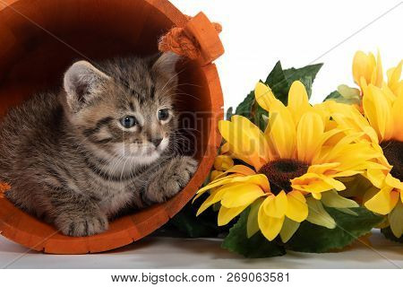 Tabby Kitten Hiding In Orange Bucket With Yellow Floers On White Background