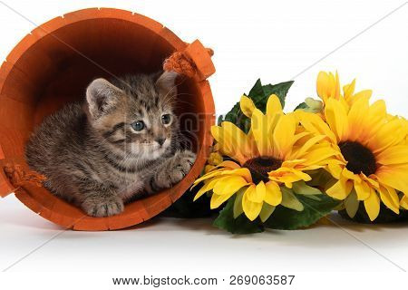 Tabby Kitten Hiding In Orange Bucket With Yellow Floers On White Background