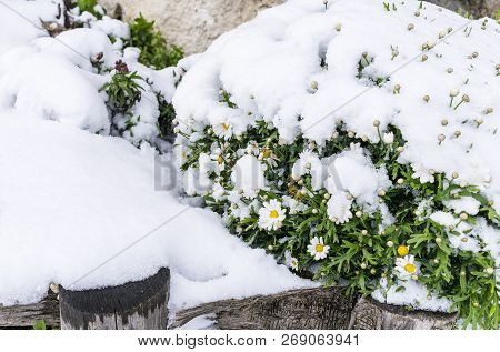 Frozen Chamomile Flowers Under The Snow. The Beginning Of Spring. Covered Snow Daisy Flower.