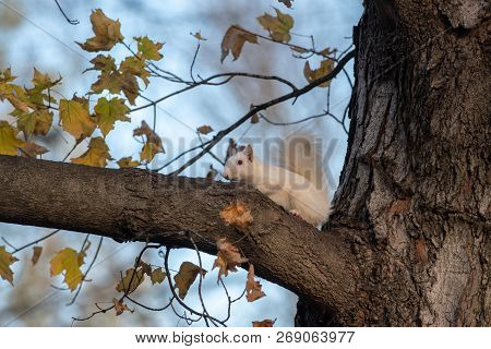 A White Squirrel In The Trees In Olney Community Park In Olney, Illinois.