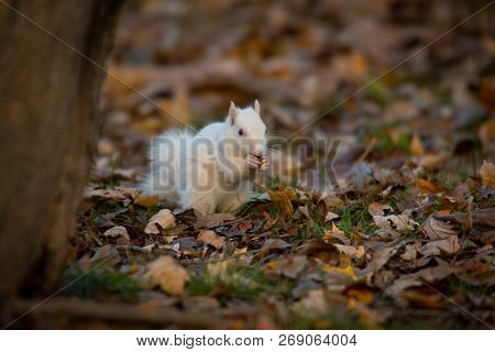 A White Squirrel In The Trees In Olney Community Park In Olney, Illinois.