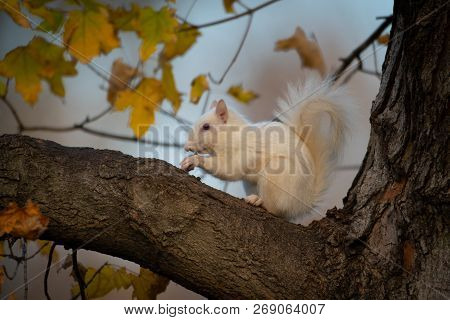 A White Squirrel In The Trees In Olney Community Park In Olney, Illinois.