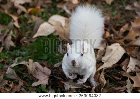 A White Squirrel Looking Up In Olney Community Park In Olney, Illinois.