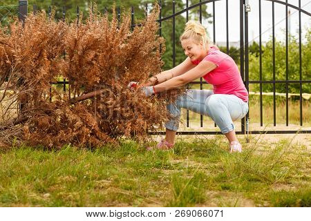 Woman Gardener Removing And Pulling Withered Dried Thuja Tree From Her Backyard. Hard Yard Work Arou