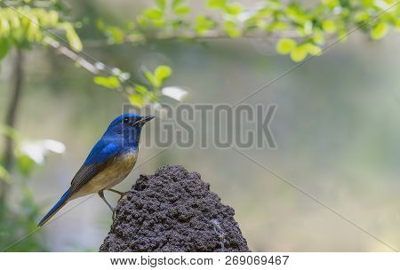 Cute Blue Bird Perching On The Stick In Nature, Hainan Blue Flycatcher (cyornis Hainanus)