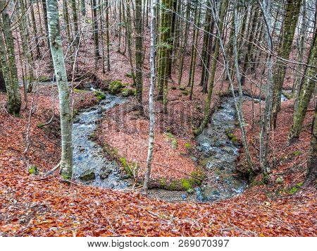 Autumnal Landscape With Forest Of Beech And Mountain Creek, Penna Mount, The Aveto Regional Natural 
