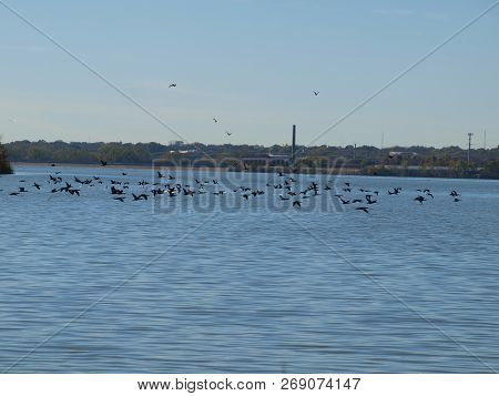 Migratory Cormorants That Have Stopped Over For  Several Weeks Are Getting Ready To Move On In Their