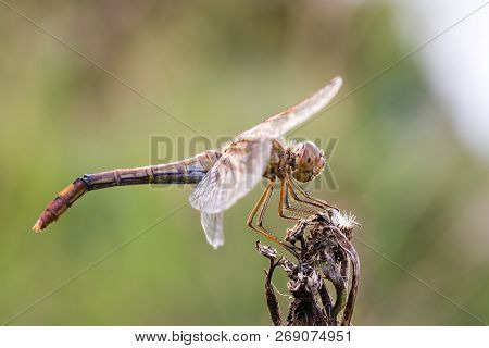 Dragonfly Insect, Closeup Side View. Sympetrum Flaveolum