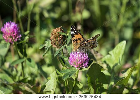 A Cosmopolitan Butterfly Collects Nectar (vanessa Cardui)