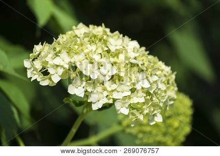White Inflorescence Of Smooth Hydrangea (hydrangea Arborescens)