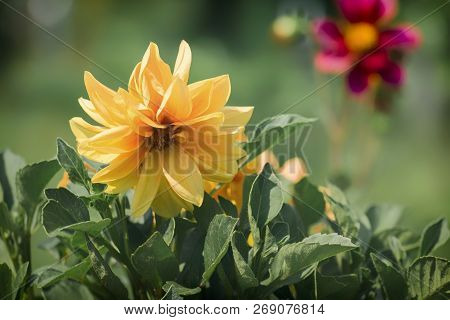 The Yellow Annual Dahlia Flower (dahlia Variabilis)