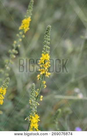 Yellow Inflorescence Of Common Agrimony (agrimonia Eupatoria)