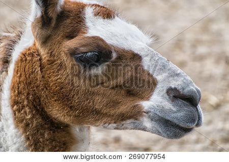 Closeup Of An Llama's Face (lama Glama)