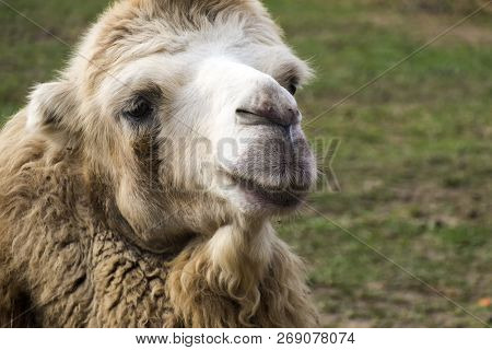 Head Of White Bactrian Camel Close Up (camelus Bactrianus)
