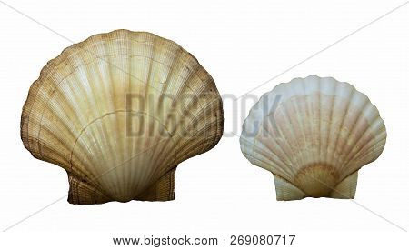 Clam Shell , Two Clam Shell / Isolated White