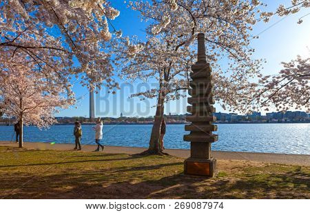 WASHINGTON DC - APRIL 8, 2018: The Japnaese Pagoda Monument nestled in among the cherry trees on the bank of the Tidal Basin during Cherry Blossom Festival