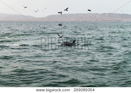Pilot Whale At The Ballestas Islands In The Paracas National Park, Peru.