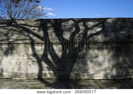 Tree Shadow At Autumn In A Garden