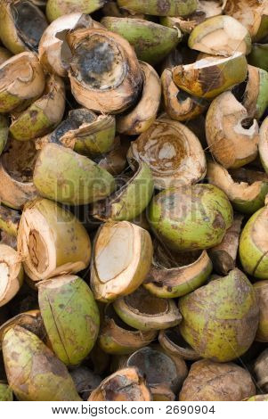 Conchas de cocos