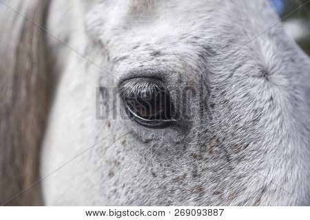 Close Up Eye Detail Of A White Horse