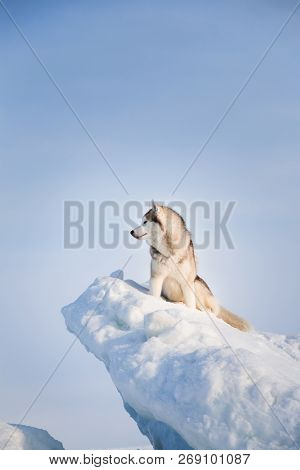 Profile Portrait Of Gorgeous Siberian Husky Dog Sitting On Ice Floe On The Okhotsk Sea And Forest Ba