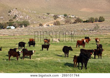 California, Usa - Cattle Ranch In Kern County. American Agriculture.