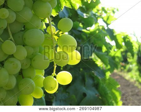 Bunches Of White Grapes In The Vineyard. Rural Landscape With Grapevine, Winemaking Concept