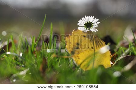 An Autumn Mayweed With A Yellow Leaf With Shadow