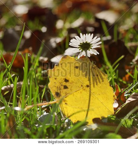 Autumn Mayweed With A Yellow Leaf With Shadow