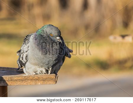 A Gray Pigeon With Rainbow Neck And Bright Eyes Sits In A Yellow Bird And Squirrel Feeder From Plywo