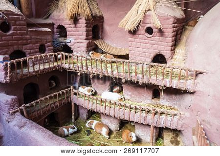 Castillo De Cuyes Guinea Pig House In Pisac Village, Peru