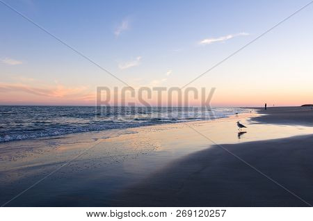 Seagull Walks On The Beach At Tybee Island Georgia At Sunset
