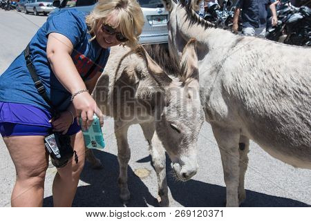 May 15 2018 - Oatman, Arizona: Woman Tourist Feeds A Wild Burro On The Streets Of Oatman Arizona, Al
