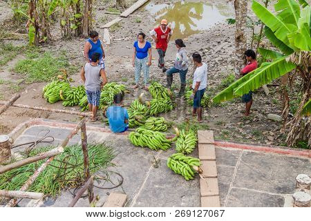 Napo, Peru - July 14, 2015: Cargo Boat Crew Transports Bunches Of Plantains To The Boat Deck. Cargo 