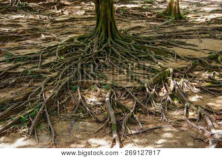 The Root Of A Large Tree Fluttering On The Ground. Unusual Plant Roots. Nature