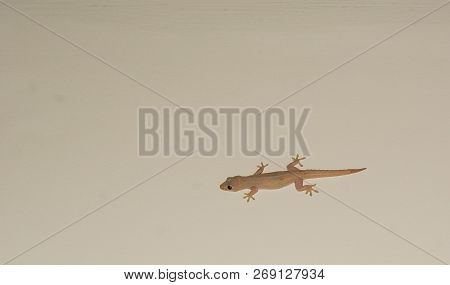 House Lizard Or Little Gecko On A White Wall.