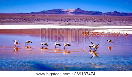 Amazing red Laguna Colorada scenery with flock of beautiful flamingos in mountanious Bolivia