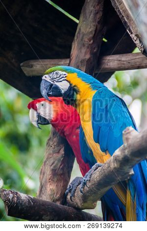 Blue-and-yellow Macaw Ara Ararauna And Green-winged Macaw Ara Chloropterus In Amazon Animal Orphanag