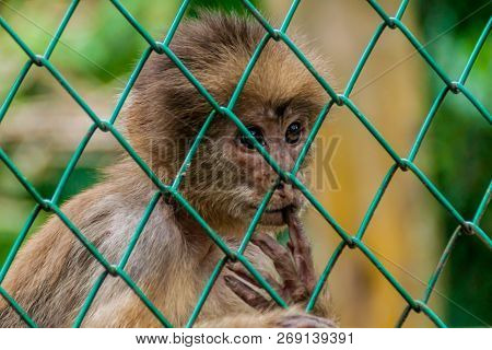 Capuchin Monkey In Amazon Animal Orphanage Pilpintuwasi In Village Padre Cocha Near Iquitos, Peru