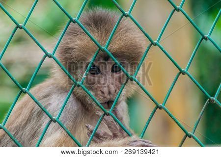 Capuchin Monkey In Amazon Animal Orphanage Pilpintuwasi In Village Padre Cocha Near Iquitos, Peru
