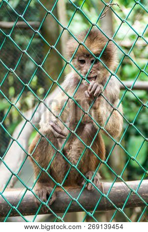Capuchin Monkey In Amazon Animal Orphanage Pilpintuwasi In Village Padre Cocha Near Iquitos, Peru